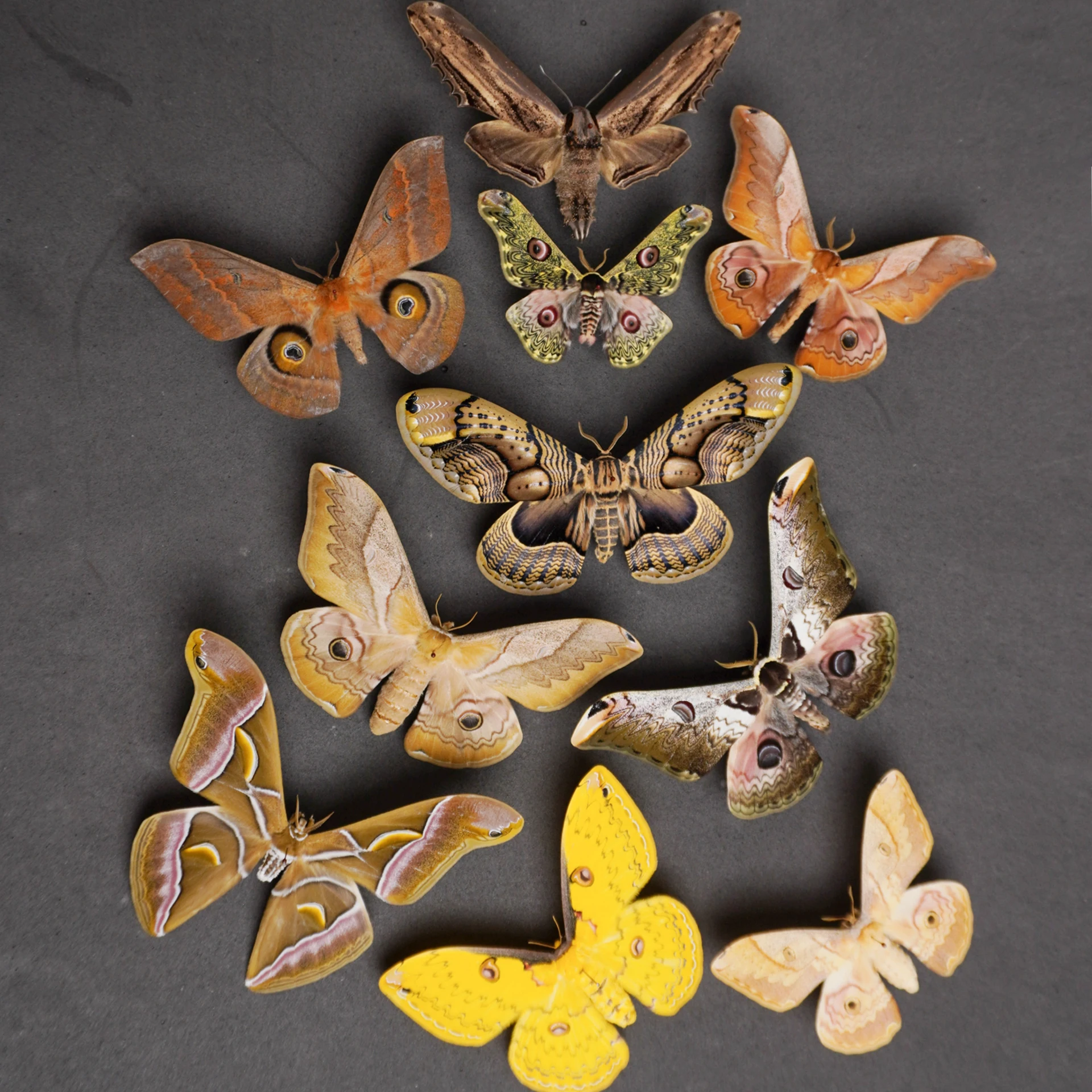 Natural Real Moth Specimens Rare Exquisite Mixed Multi-color Moth Specimens  For Collection Display Gift