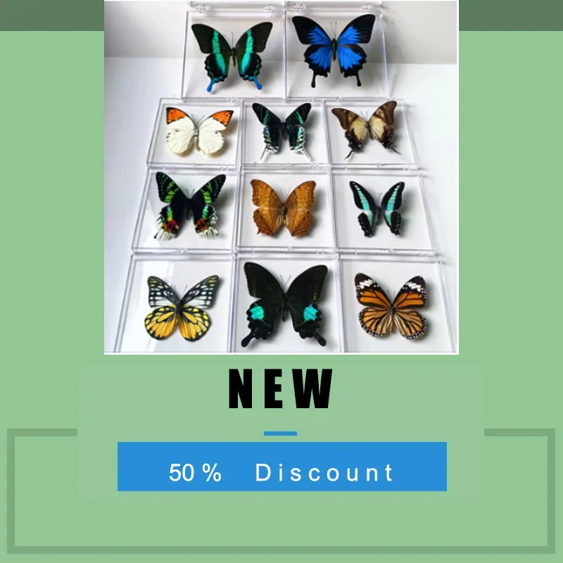 Natural Real Moth Specimens Rare Exquisite Mixed Multi-color Moth Specimens  For Collection Display Gift