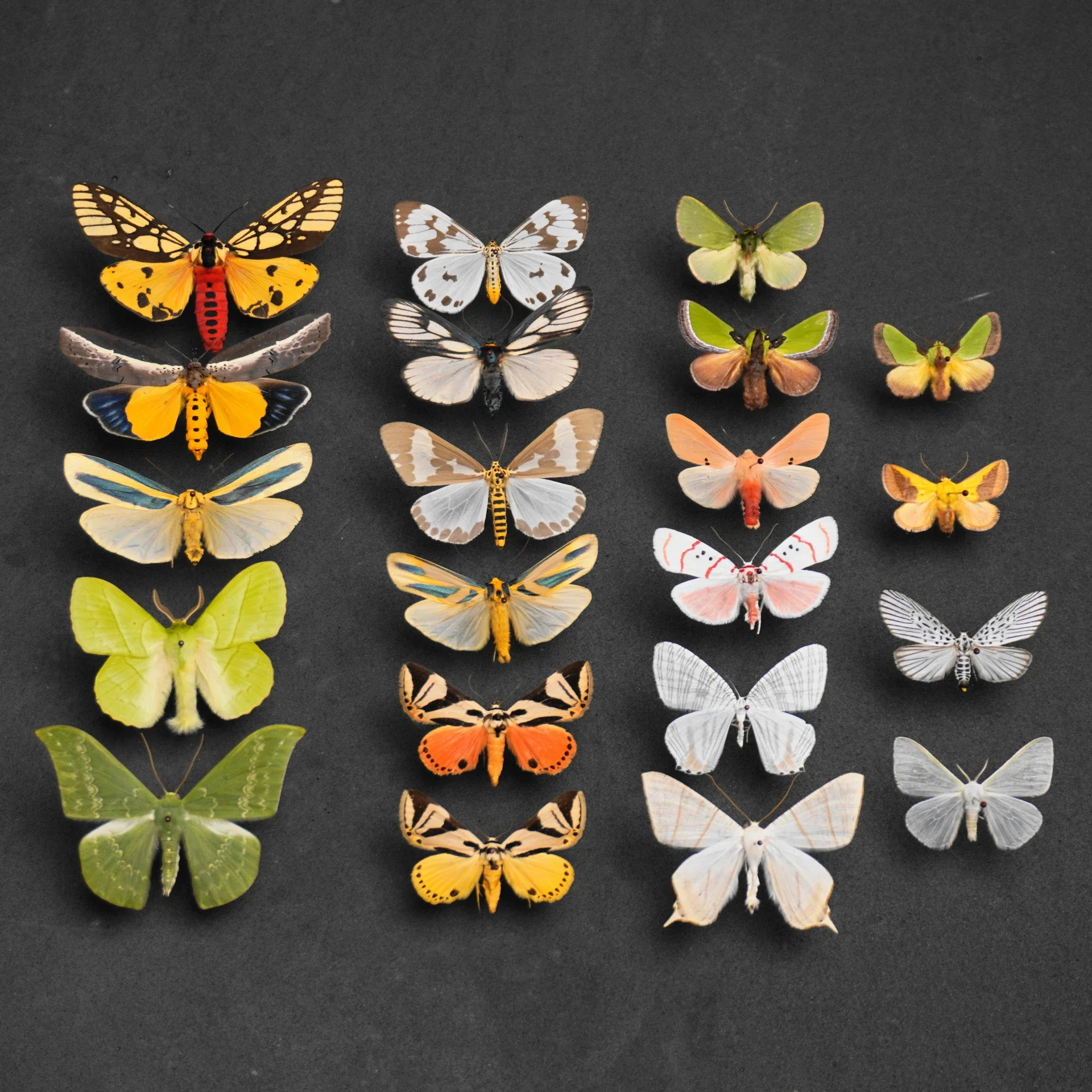 Natural Real Moth Specimens Rare Exquisite Mixed Multi-color Moth Specimens  For Collection Display Gift