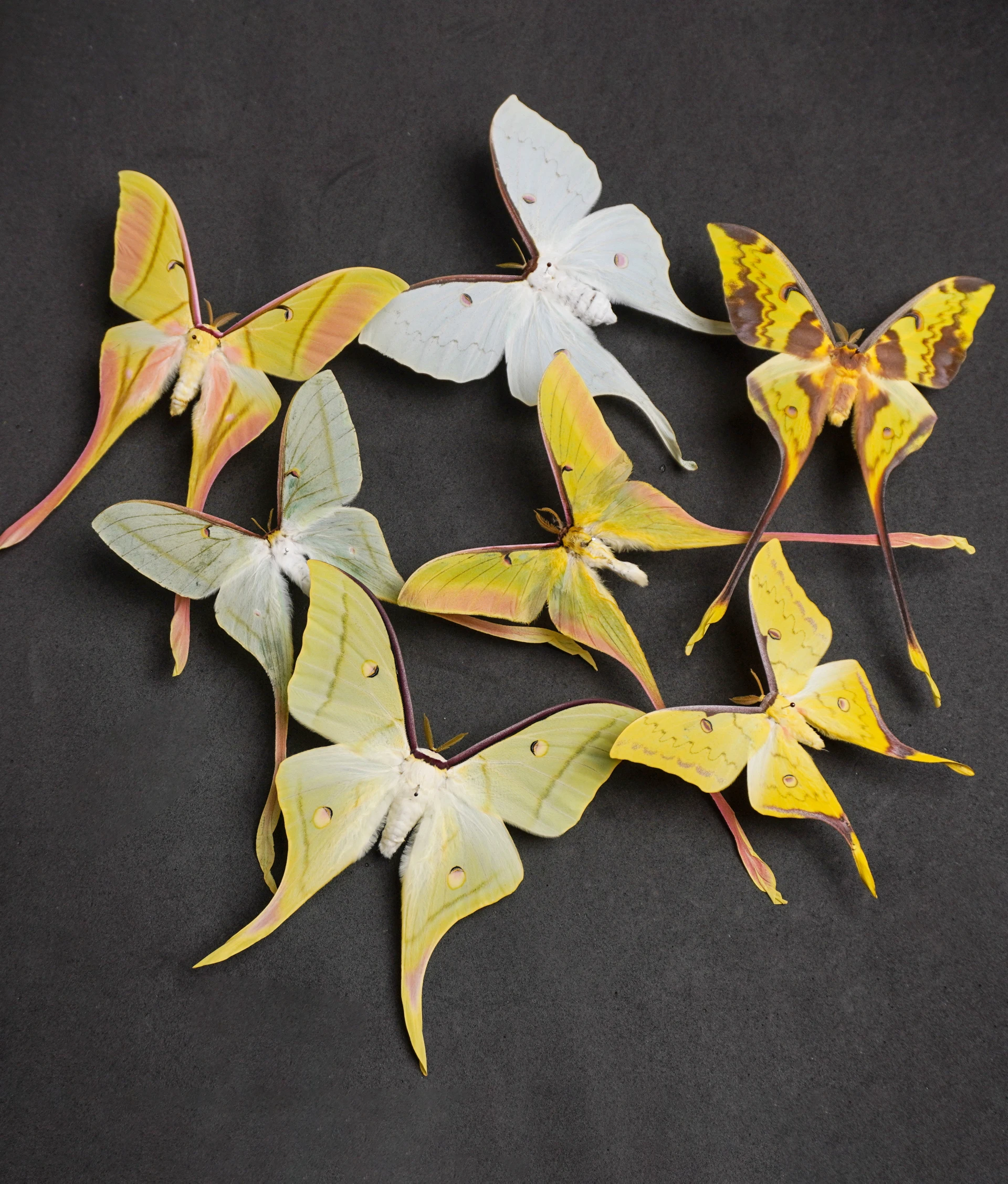 Natural Real Moth Specimens Rare Exquisite Mixed Multi-color Moth Specimens  For Collection Display Gift