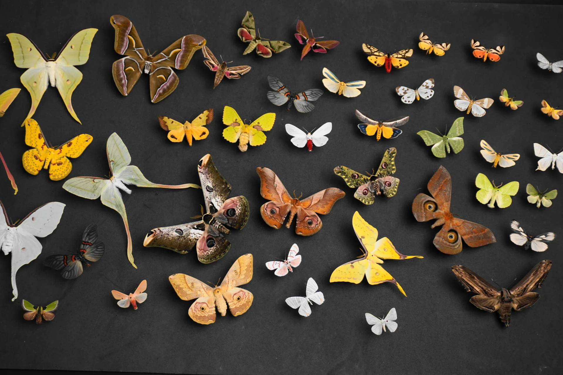 Natural Real Moth Specimens Rare Exquisite Mixed Multi-color Moth Specimens  For Collection Display Gift