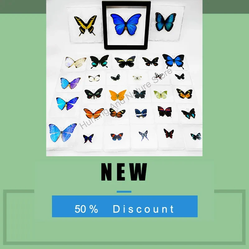 Natural Real Moth Specimens Rare Exquisite Mixed Multi-color Moth Specimens  For Collection Display Gift