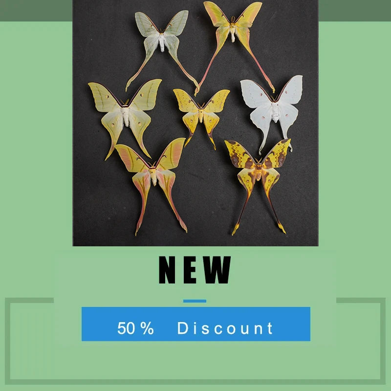 Natural Real Moth Specimens Rare Exquisite Mixed Multi-color Moth Specimens  For Collection Display Gift