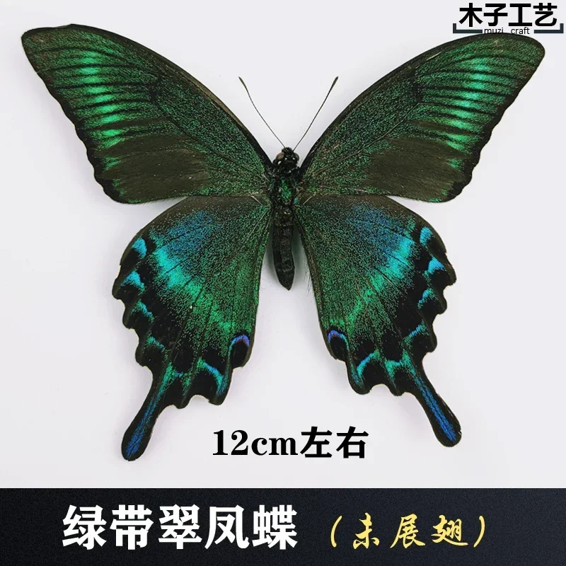 29PCS Real Butterfly Specimens Without Spreading Wings DIY Practice Making Materials 29PCS Real Butterfly Specimens Without Spreading Wings DIY Practice Making Materials