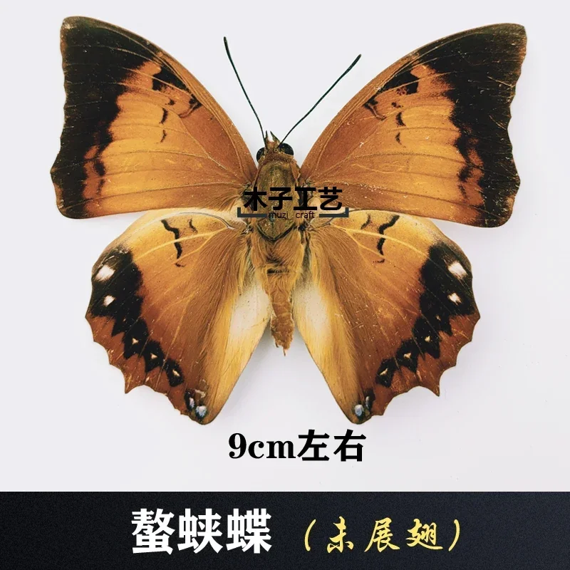 29PCS Real Butterfly Specimens Without Spreading Wings DIY Practice Making Materials 29PCS Real Butterfly Specimens Without Spreading Wings DIY Practice Making Materials