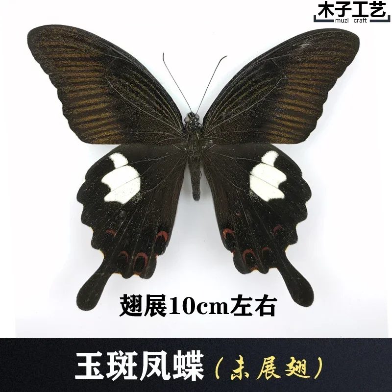 29PCS Real Butterfly Specimens Without Spreading Wings DIY Practice Making Materials 29PCS Real Butterfly Specimens Without Spreading Wings DIY Practice Making Materials