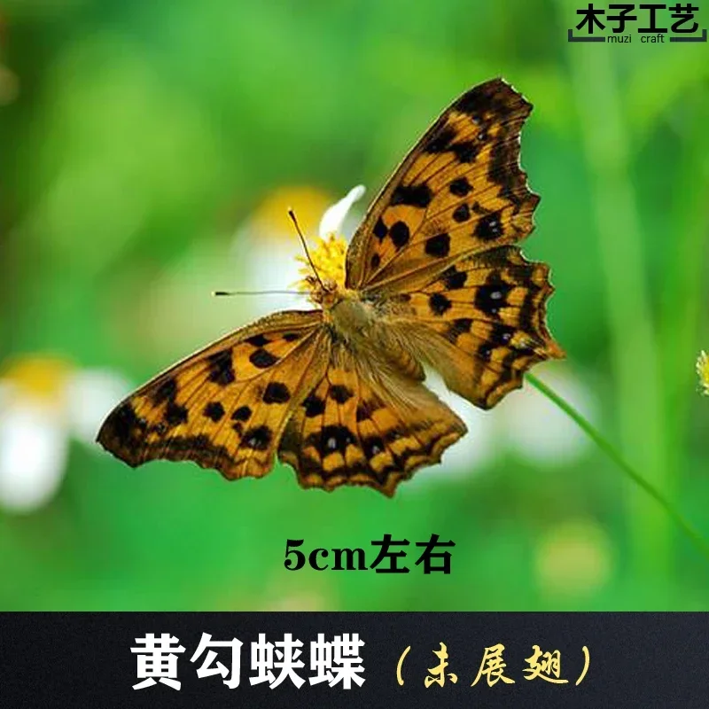 29PCS Real Butterfly Specimens Without Spreading Wings DIY Practice Making Materials 29PCS Real Butterfly Specimens Without Spreading Wings DIY Practice Making Materials