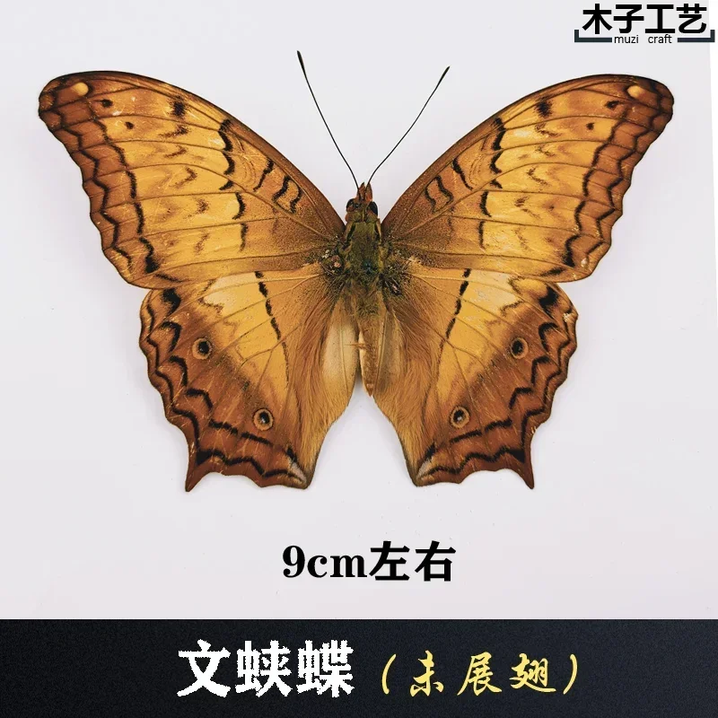 29PCS Real Butterfly Specimens Without Spreading Wings DIY Practice Making Materials 29PCS Real Butterfly Specimens Without Spreading Wings DIY Practice Making Materials