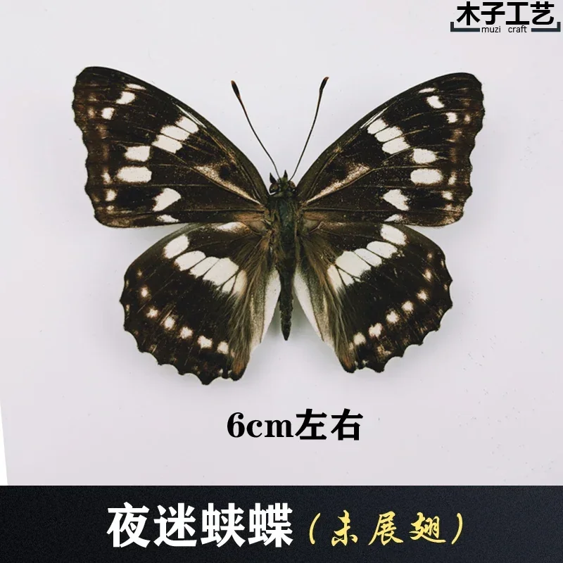 29PCS Real Butterfly Specimens Without Spreading Wings DIY Practice Making Materials 29PCS Real Butterfly Specimens Without Spreading Wings DIY Practice Making Materials