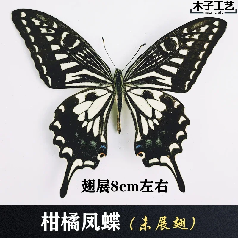 29PCS Real Butterfly Specimens Without Spreading Wings DIY Practice Making Materials 29PCS Real Butterfly Specimens Without Spreading Wings DIY Practice Making Materials