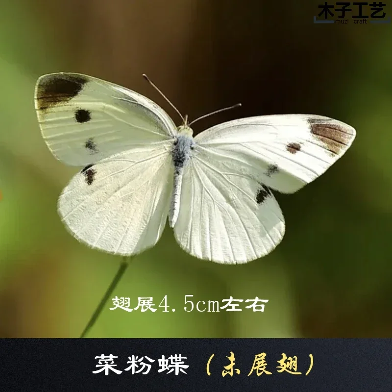 29PCS Real Butterfly Specimens Without Spreading Wings DIY Practice Making Materials 29PCS Real Butterfly Specimens Without Spreading Wings DIY Practice Making Materials