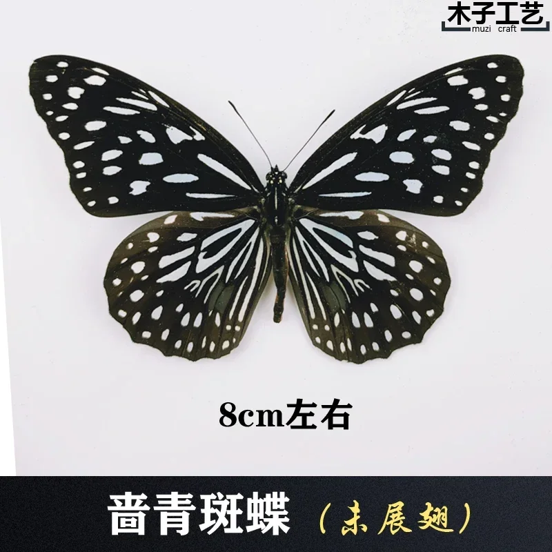 29PCS Real Butterfly Specimens Without Spreading Wings DIY Practice Making Materials 29PCS Real Butterfly Specimens Without Spreading Wings DIY Practice Making Materials