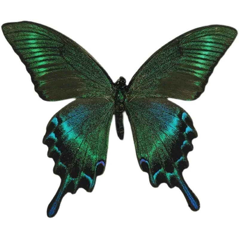 29PCS Real Butterfly Specimens Without Spreading Wings DIY Practice Making Materials 29PCS Real Butterfly Specimens Without Spreading Wings DIY Practice Making Materials