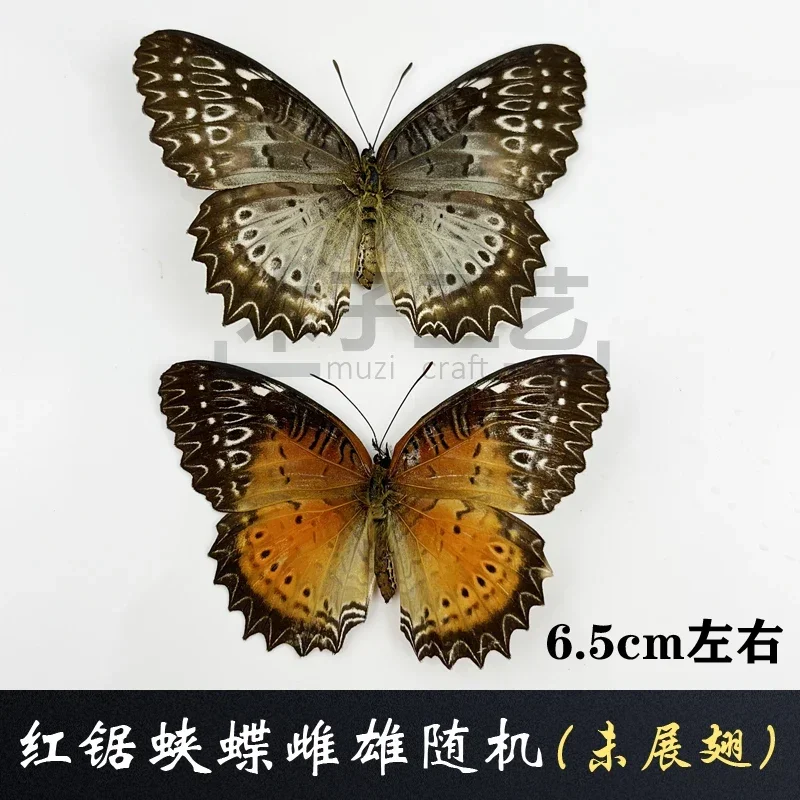 29PCS Real Butterfly Specimens Without Spreading Wings DIY Practice Making Materials 29PCS Real Butterfly Specimens Without Spreading Wings DIY Practice Making Materials