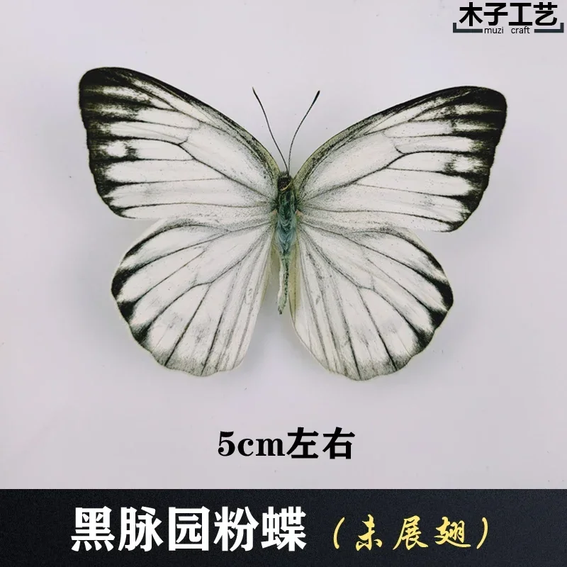 29PCS Real Butterfly Specimens Without Spreading Wings DIY Practice Making Materials 29PCS Real Butterfly Specimens Without Spreading Wings DIY Practice Making Materials
