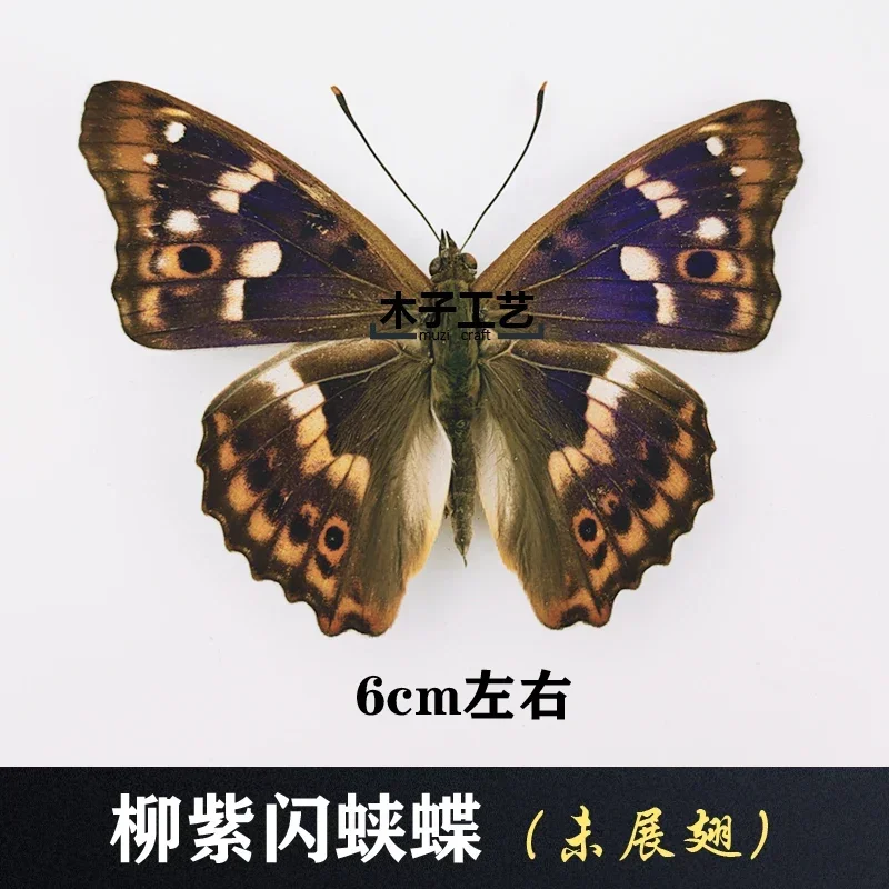 29PCS Real Butterfly Specimens Without Spreading Wings DIY Practice Making Materials 29PCS Real Butterfly Specimens Without Spreading Wings DIY Practice Making Materials