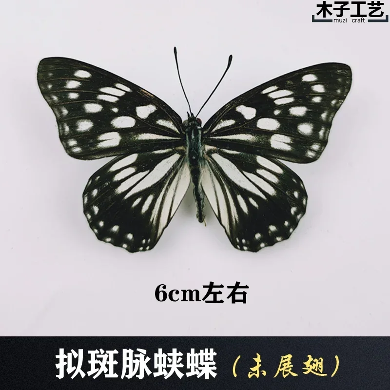29PCS Real Butterfly Specimens Without Spreading Wings DIY Practice Making Materials 29PCS Real Butterfly Specimens Without Spreading Wings DIY Practice Making Materials