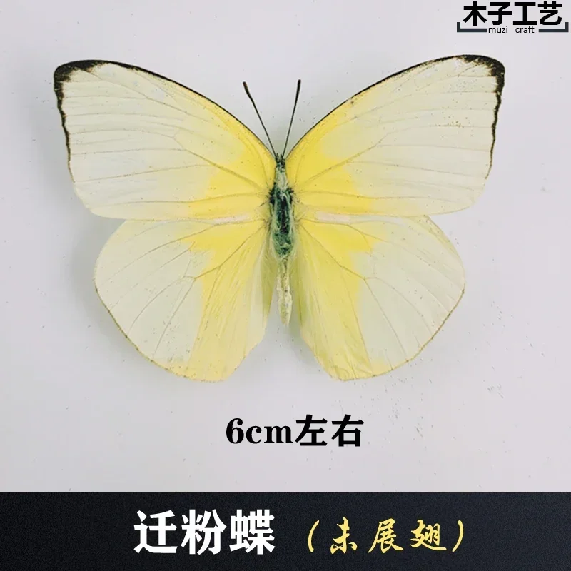 29PCS Real Butterfly Specimens Without Spreading Wings DIY Practice Making Materials 29PCS Real Butterfly Specimens Without Spreading Wings DIY Practice Making Materials