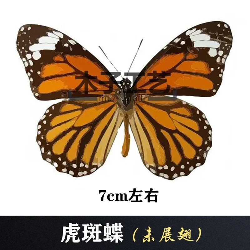 29PCS Real Butterfly Specimens Without Spreading Wings DIY Practice Making Materials 29PCS Real Butterfly Specimens Without Spreading Wings DIY Practice Making Materials