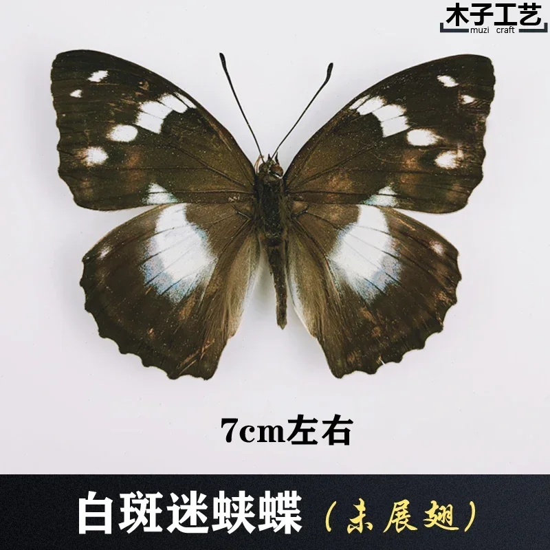 29PCS Real Butterfly Specimens Without Spreading Wings DIY Practice Making Materials 29PCS Real Butterfly Specimens Without Spreading Wings DIY Practice Making Materials