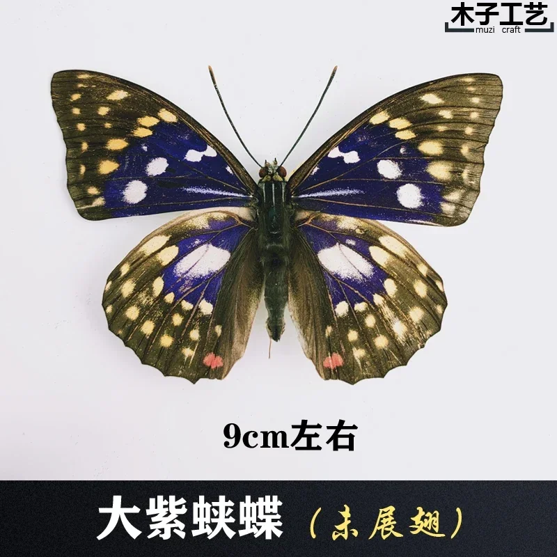 29PCS Real Butterfly Specimens Without Spreading Wings DIY Practice Making Materials 29PCS Real Butterfly Specimens Without Spreading Wings DIY Practice Making Materials