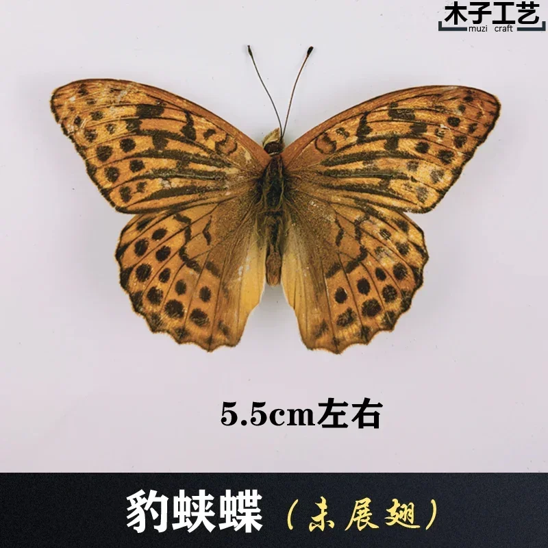 29PCS Real Butterfly Specimens Without Spreading Wings DIY Practice Making Materials 29PCS Real Butterfly Specimens Without Spreading Wings DIY Practice Making Materials