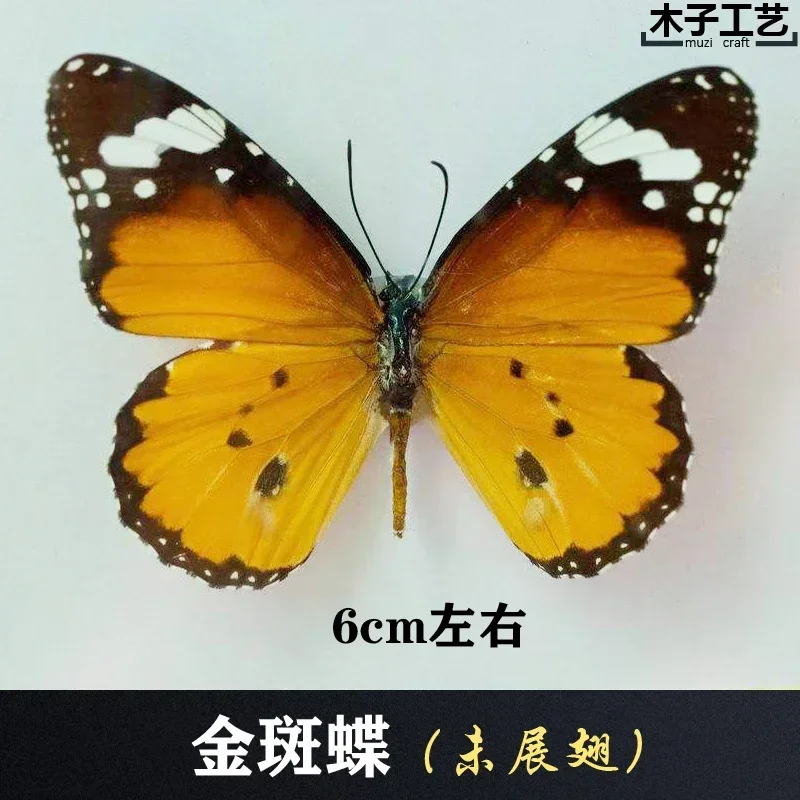 29PCS Real Butterfly Specimens Without Spreading Wings DIY Practice Making Materials 29PCS Real Butterfly Specimens Without Spreading Wings DIY Practice Making Materials