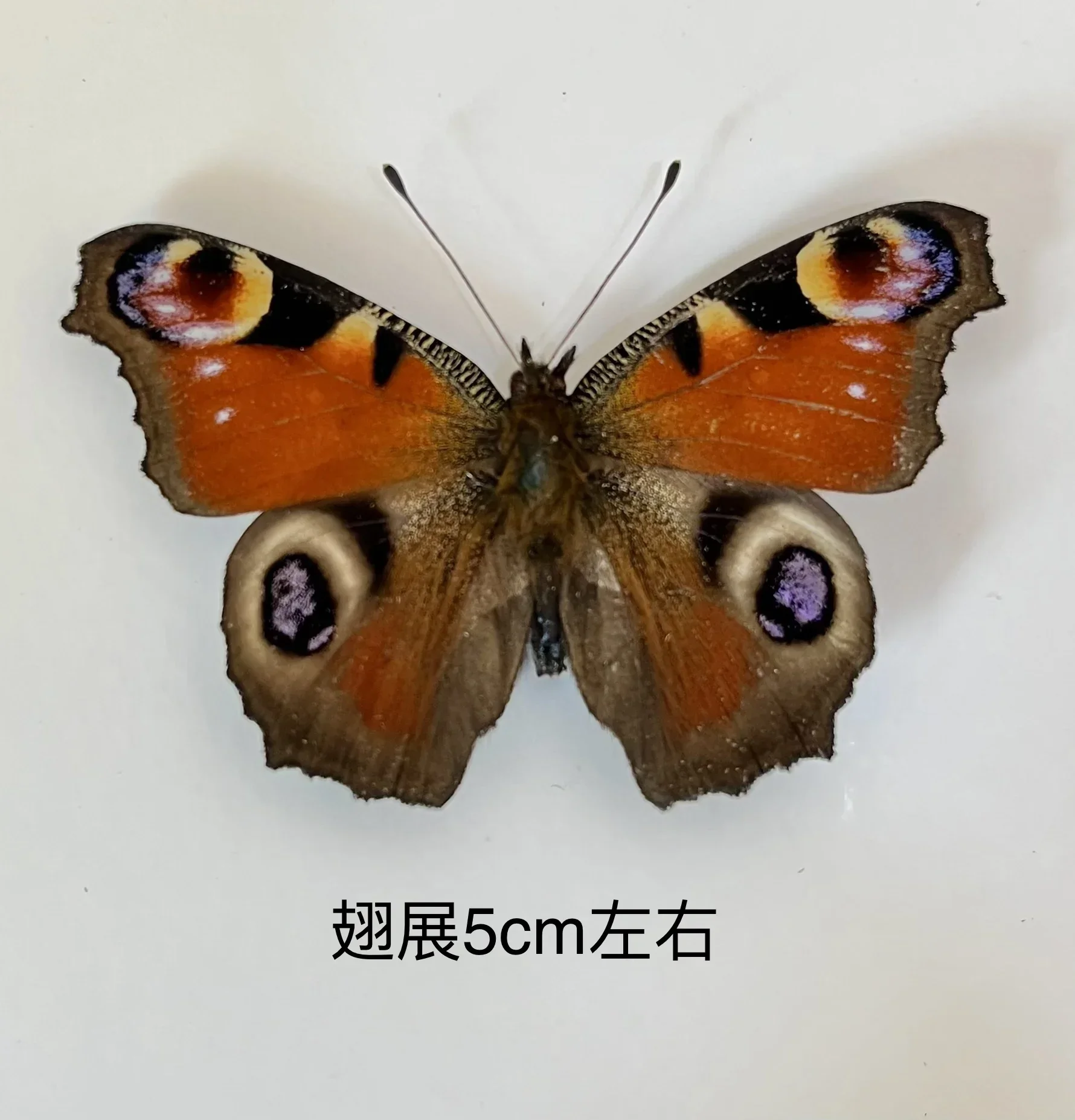 29PCS Real Butterfly Specimens Without Spreading Wings DIY Practice Making Materials 29PCS Real Butterfly Specimens Without Spreading Wings DIY Practice Making Materials