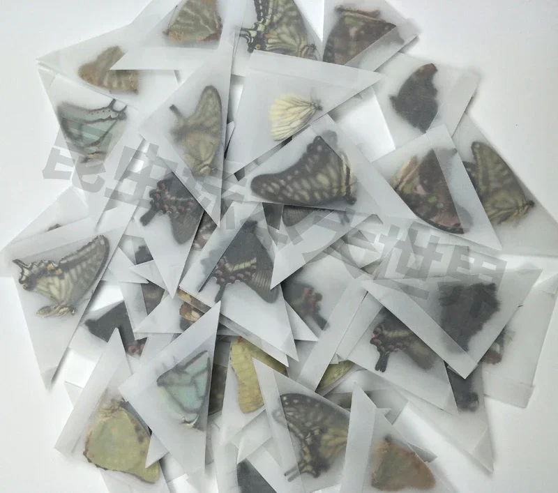 29PCS Real Butterfly Specimens Without Spreading Wings DIY Practice Making Materials 29PCS Real Butterfly Specimens Without Spreading Wings DIY Practice Making Materials