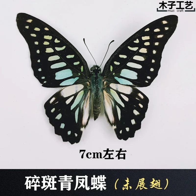 29PCS Real Butterfly Specimens Without Spreading Wings DIY Practice Making Materials 29PCS Real Butterfly Specimens Without Spreading Wings DIY Practice Making Materials