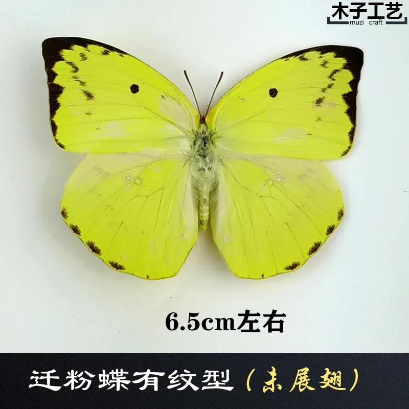 29PCS Real Butterfly Specimens Without Spreading Wings DIY Practice Making Materials 29PCS Real Butterfly Specimens Without Spreading Wings DIY Practice Making Materials