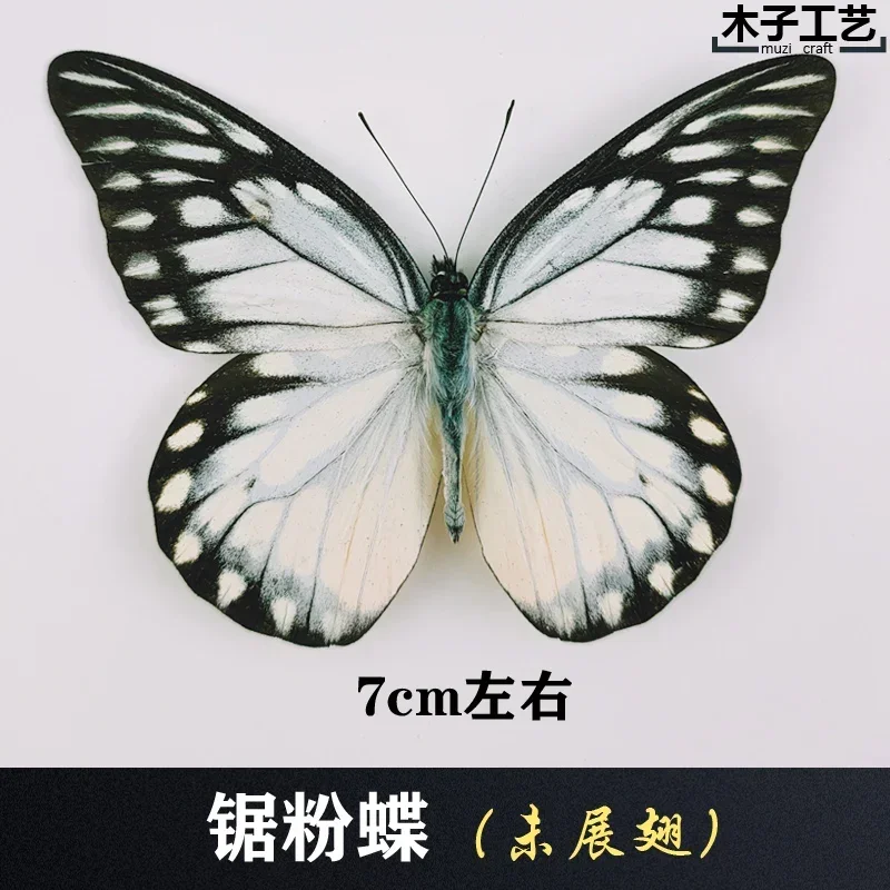 29PCS Real Butterfly Specimens Without Spreading Wings DIY Practice Making Materials 29PCS Real Butterfly Specimens Without Spreading Wings DIY Practice Making Materials