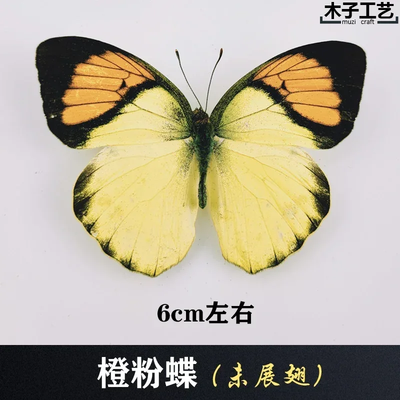 29PCS Real Butterfly Specimens Without Spreading Wings DIY Practice Making Materials 29PCS Real Butterfly Specimens Without Spreading Wings DIY Practice Making Materials