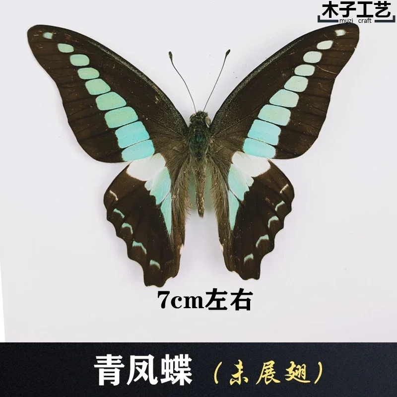 29PCS Real Butterfly Specimens Without Spreading Wings DIY Practice Making Materials 29PCS Real Butterfly Specimens Without Spreading Wings DIY Practice Making Materials
