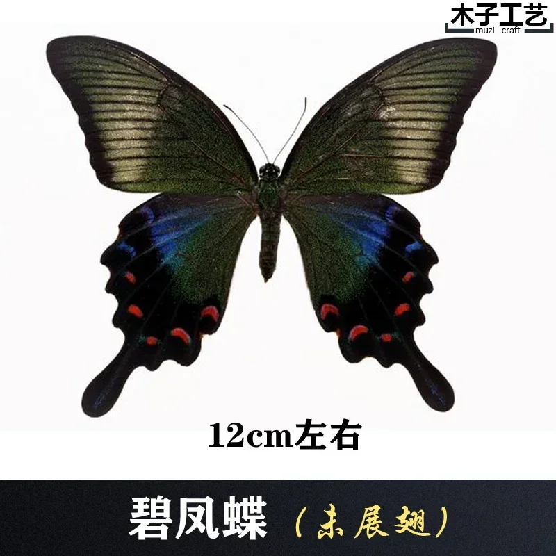 29PCS Real Butterfly Specimens Without Spreading Wings DIY Practice Making Materials 29PCS Real Butterfly Specimens Without Spreading Wings DIY Practice Making Materials